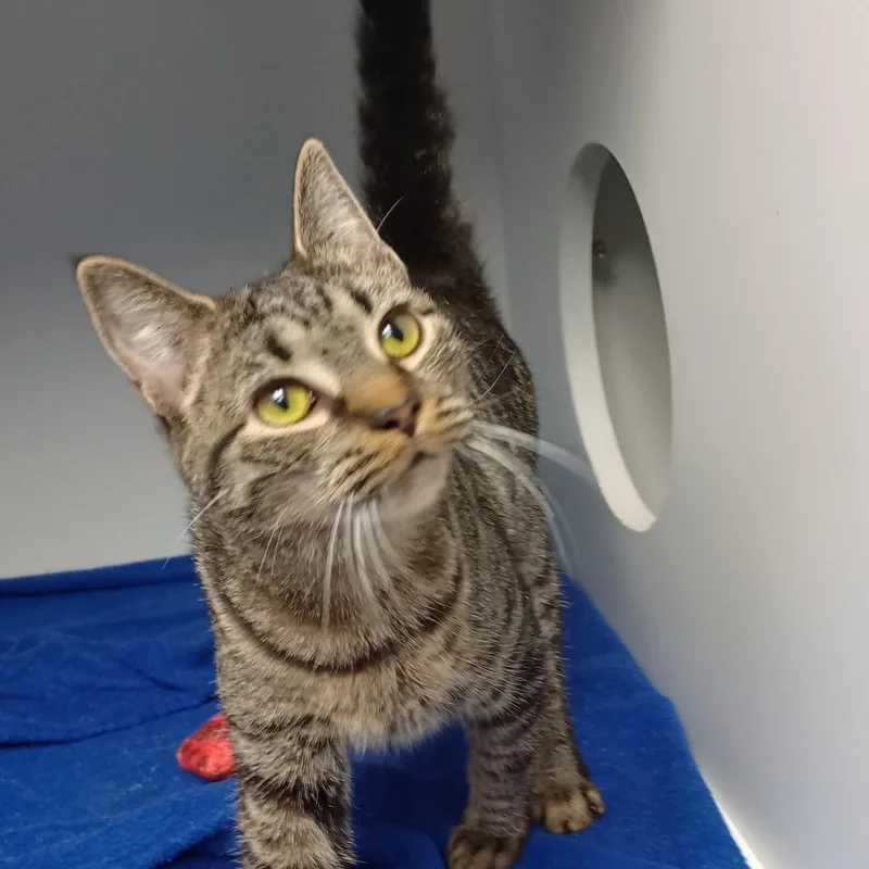 A young small-sized female Gray / Blue / Silver Domestic Short Hair cat named Jovie for adoption in Uniontown, PA