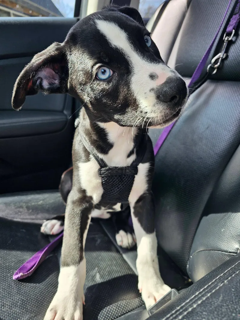 Bluebell thumbnail 4