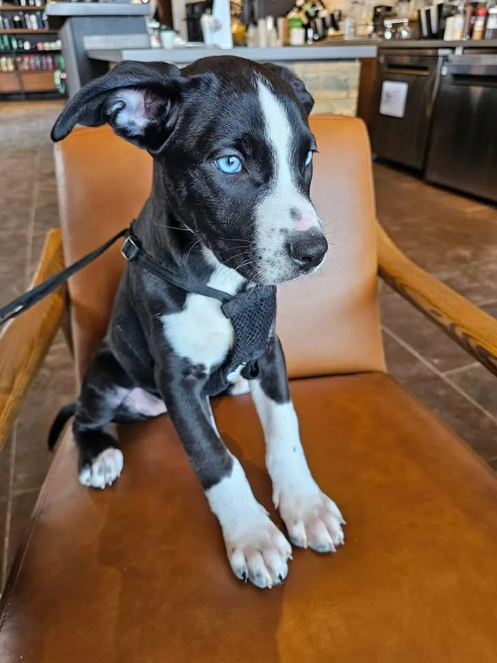 Bluebell thumbnail 6