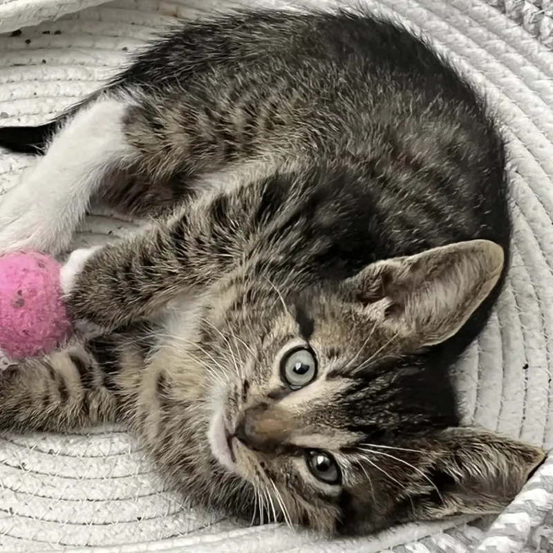 A baby small-sized male Brown / Chocolate Domestic Short Hair cat named Jupiter for adoption in Orlando, FL
