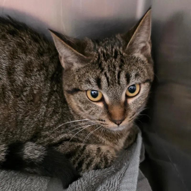 A young medium-sized female Brown / Chocolate Domestic Short Hair cat named Ember for adoption in Council Bluffs, IA
