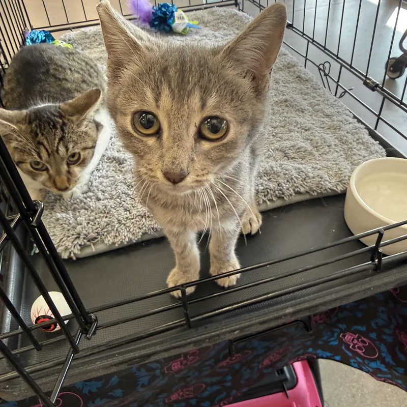 A baby medium-sized female Tabby (Gray / Blue / Silver) Tabby cat named Non Human for adoption in Las Vegas, NV