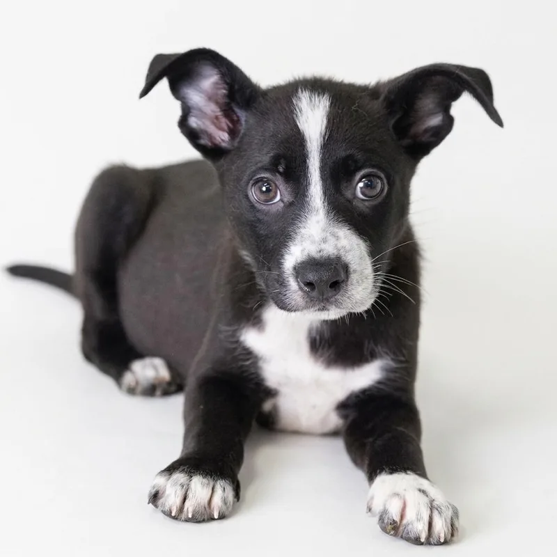 A baby medium-sized female Black Border Collie dog named Paris for adoption in Bedford, IN