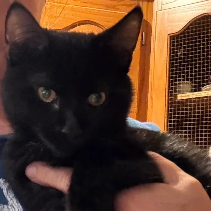 A baby small-sized male Black Domestic Short Hair cat named Wolverine for adoption in Granby, MO