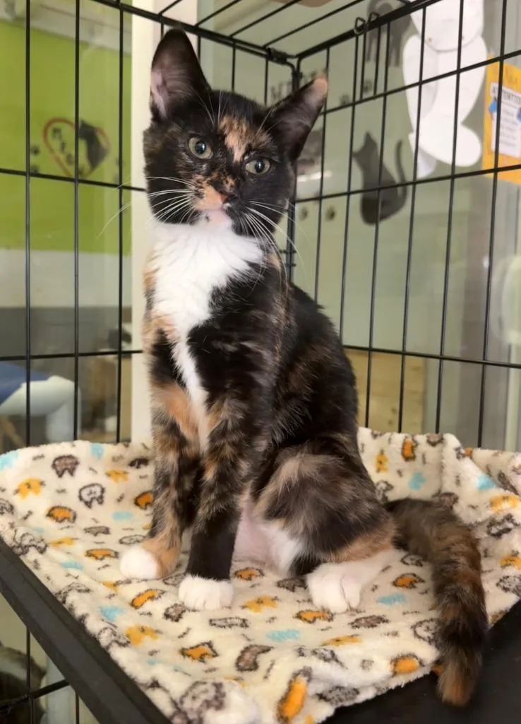 A baby small-sized female Domestic Short Hair cat named Ahsoka for adoption in Lemoore, CA