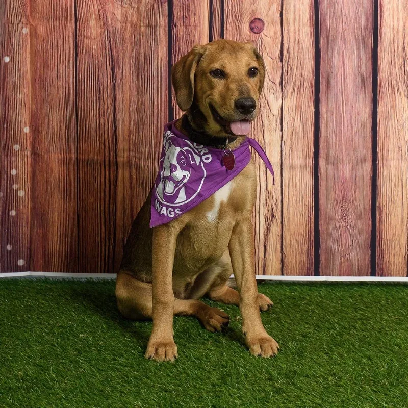 A young medium-sized female Yellow / Tan / Blond / Fawn Hound dog named Belle Star for adoption in Weatherford, TX