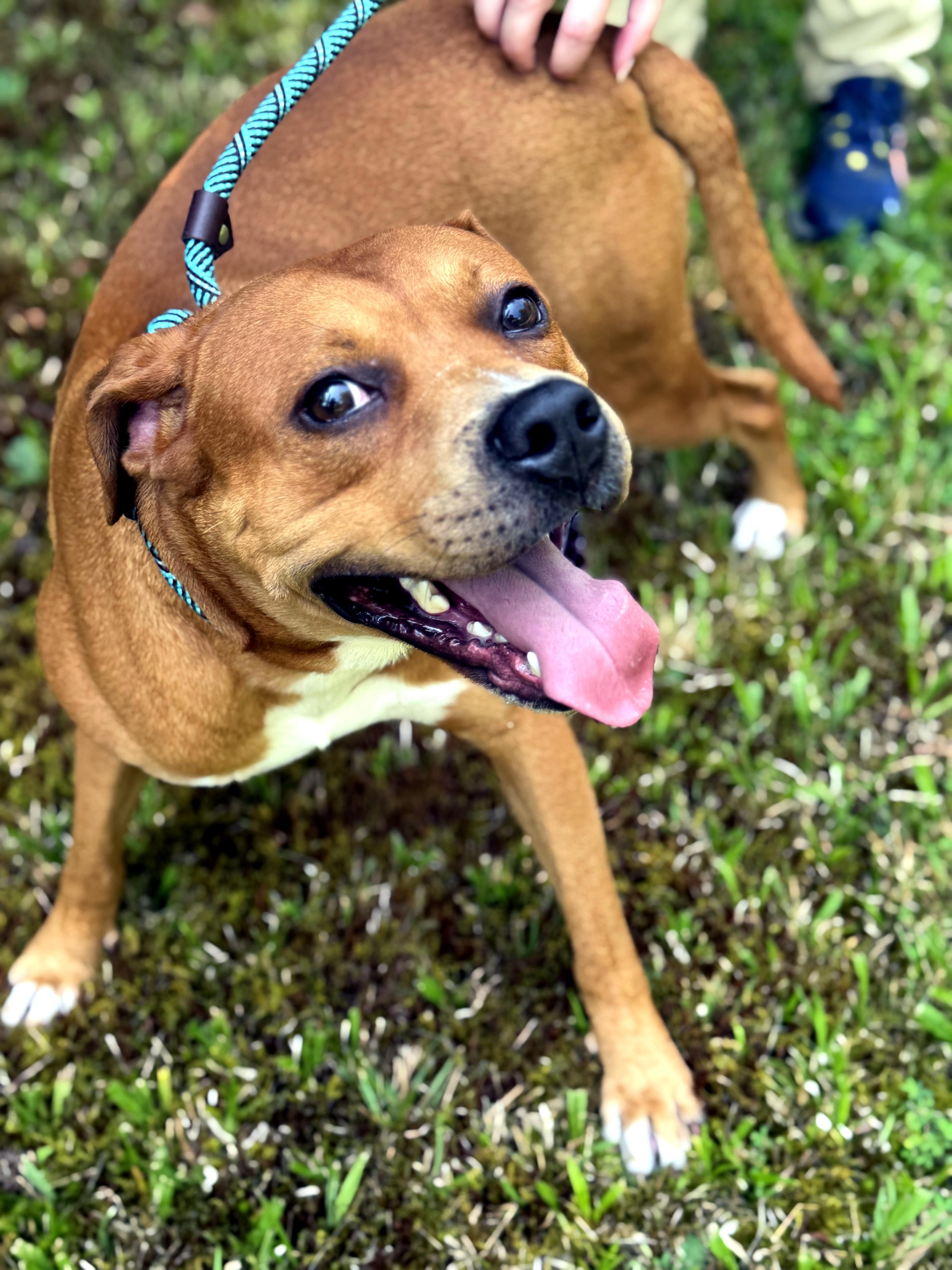 A young medium-sized male Red / Chestnut / Orange Pit Bull Terrier dog named Mystery for adoption in Petersburg, VA