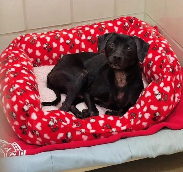 A senior small-sized male Manchester Terrier dog named Shadow for adoption in Derwood, MD