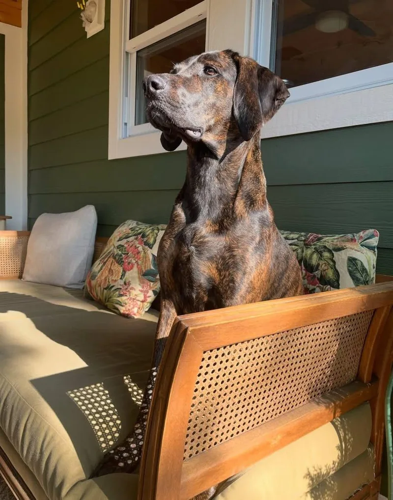 An adult large-sized male Bicolor Plott Hound dog named Geoffrey for adoption in East Flat Rock, NC