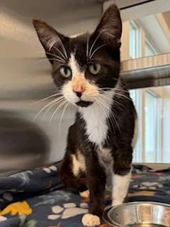 A baby medium-sized male Domestic Short Hair cat named Tux for adoption in Sidney, OH