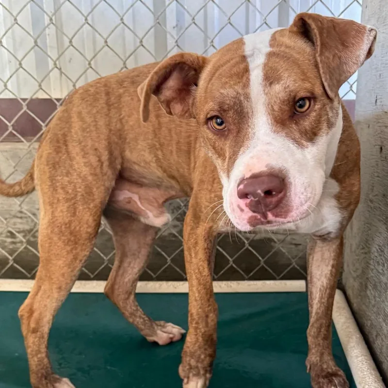A young medium-sized male Yellow / Tan / Blond / Fawn Pit Bull Terrier dog named Ellison for adoption in Jacksonville, AR