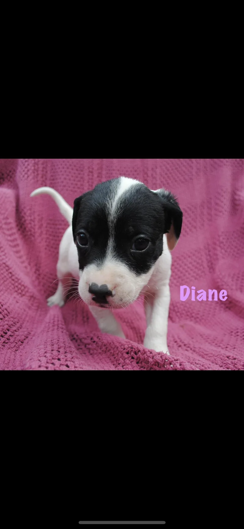 Diane thumbnail 2