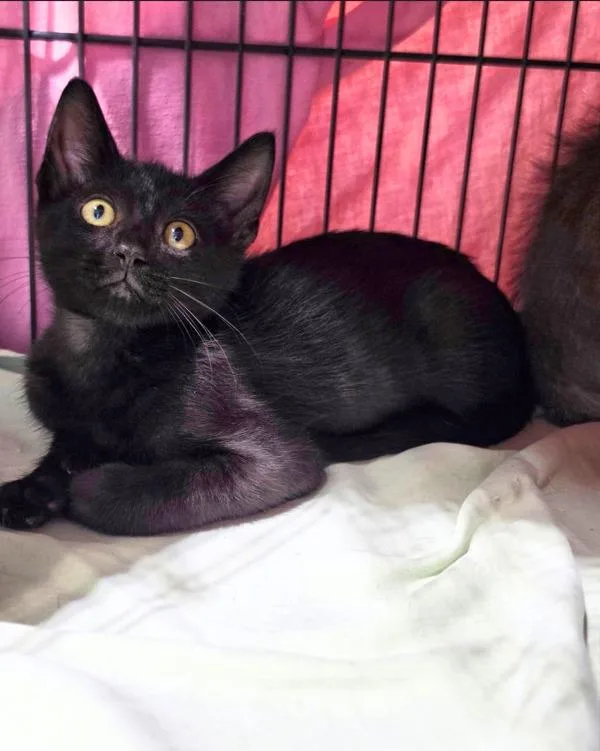A baby small-sized male Domestic Short Hair cat named Chutney for adoption in Novato, CA