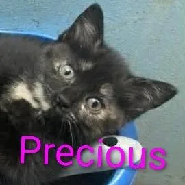 A baby small-sized female Tortoiseshell Domestic Short Hair cat named Precious for adoption in Carmel, IN