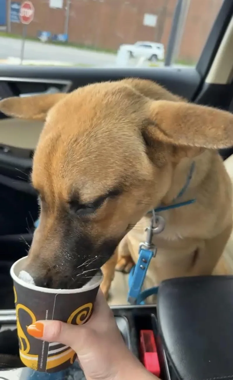 A baby medium-sized male Yellow / Tan / Blond / Fawn Belgian Shepherd / Malinois dog named Zoomer for adoption in Luttrell, TN