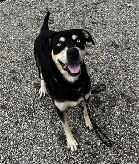 An adult large-sized male Labrador Retriever dog named Tony Stark for adoption in Lincolnton, NC