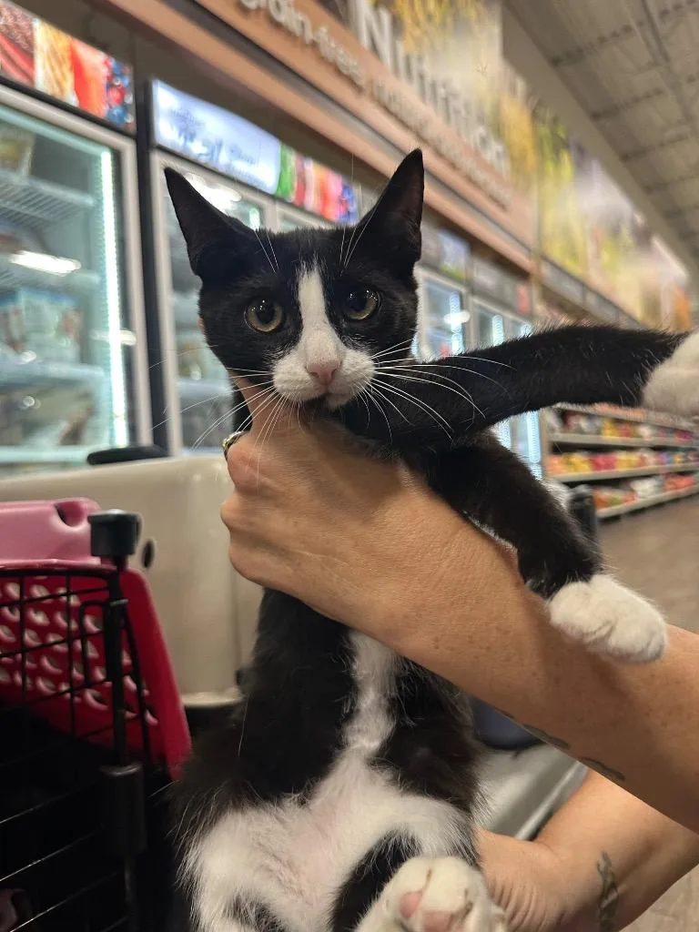 A baby large-sized male Domestic Short Hair cat named Biscuit for adoption in warrenville, SC
