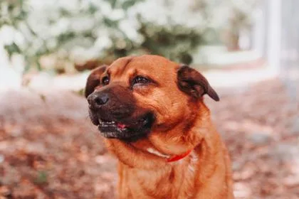 An adult large-sized female Shepherd dog named a Leana for adoption in North Charleston, SC