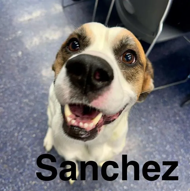 Sanchez