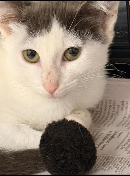 A baby small-sized female Domestic Short Hair cat named Solstice for adoption in Houston, TX