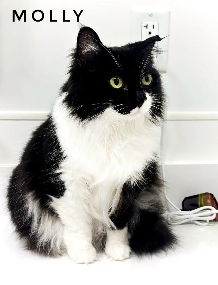 An adult small-sized female Black & White / Tuxedo Domestic Medium Hair cat named Molly for adoption in Deland, FL