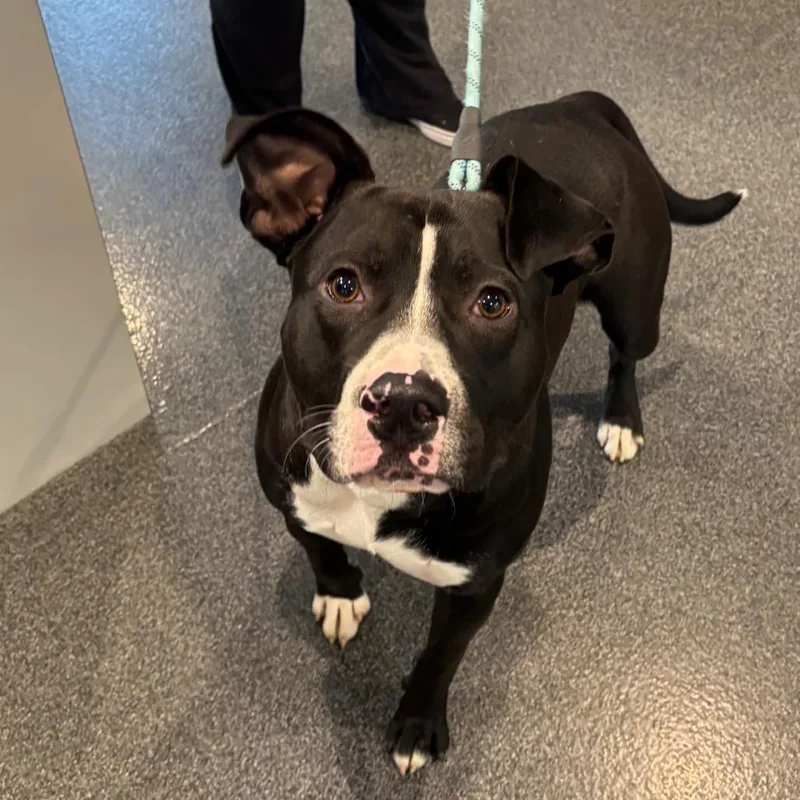 An adult large-sized male Mixed Breed dog named LVHStray for adoption in Allentown, PA