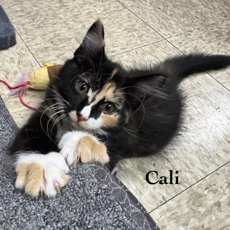 A young medium-sized female Domestic Medium Hair cat named Cali for adoption in Spring Lake, NJ