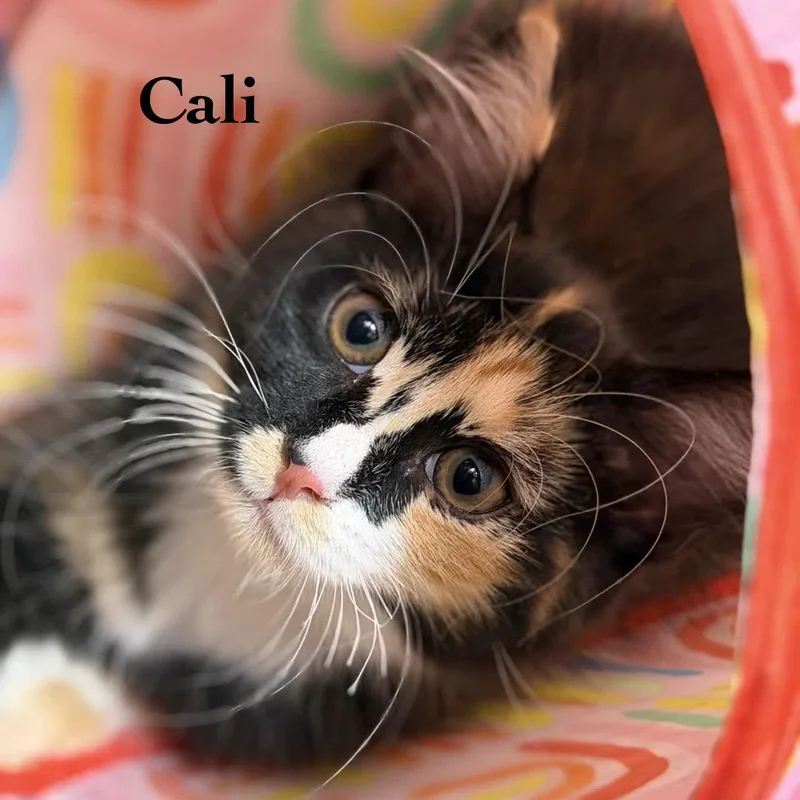 Cali thumbnail 2