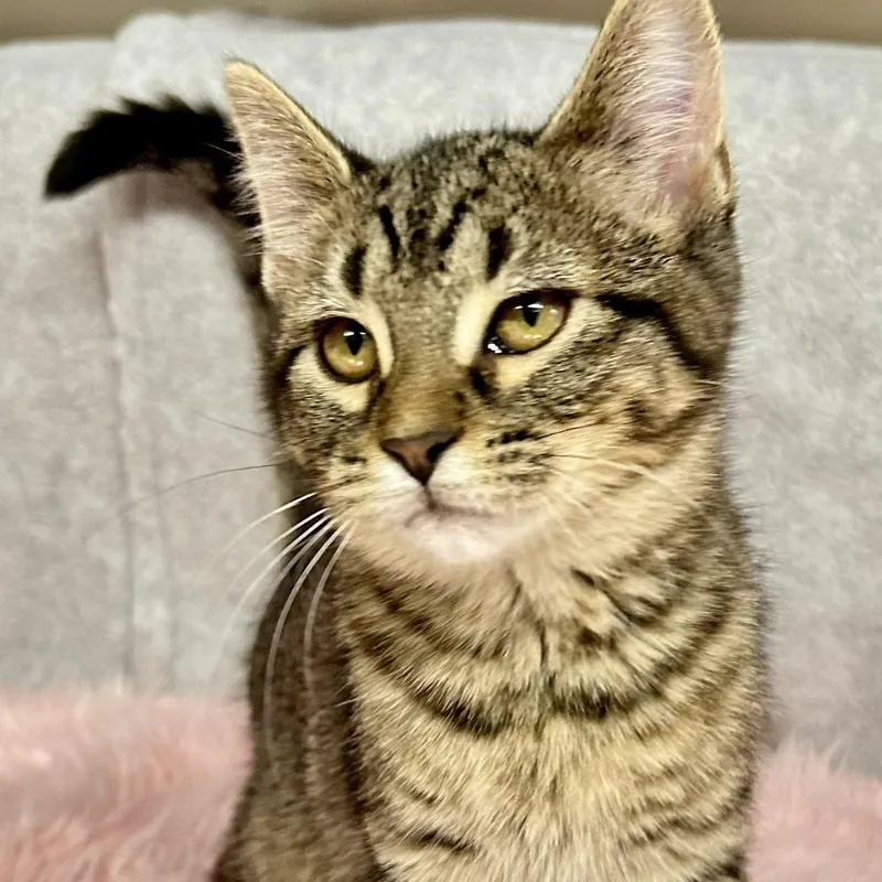 A young small-sized female Tabby (Brown / Chocolate) Domestic Short Hair cat named Penny for adoption in Crestwood, MO