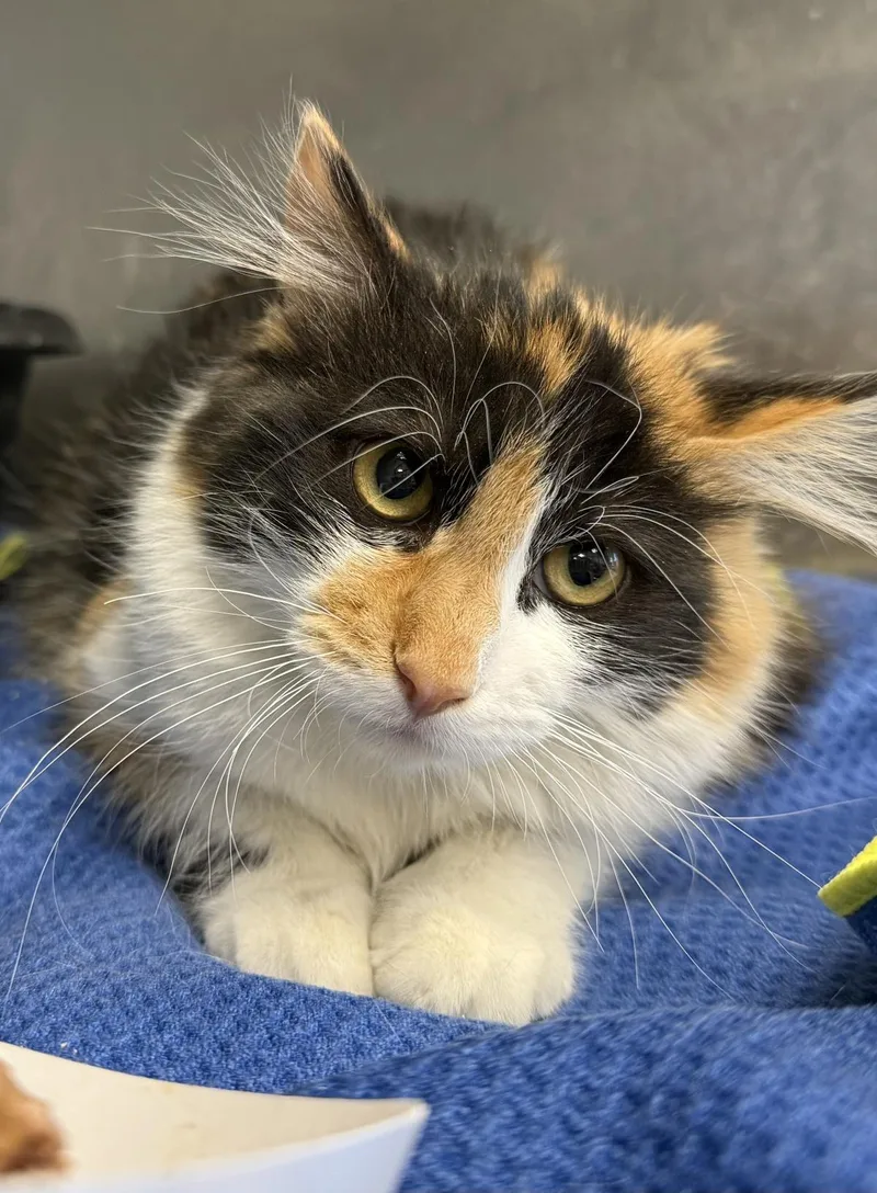 Bjork Biscuits thumbnail 2