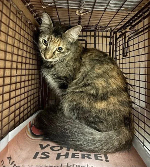 A young small-sized female Domestic Medium Hair cat named Junie B. for adoption in Austin, TX