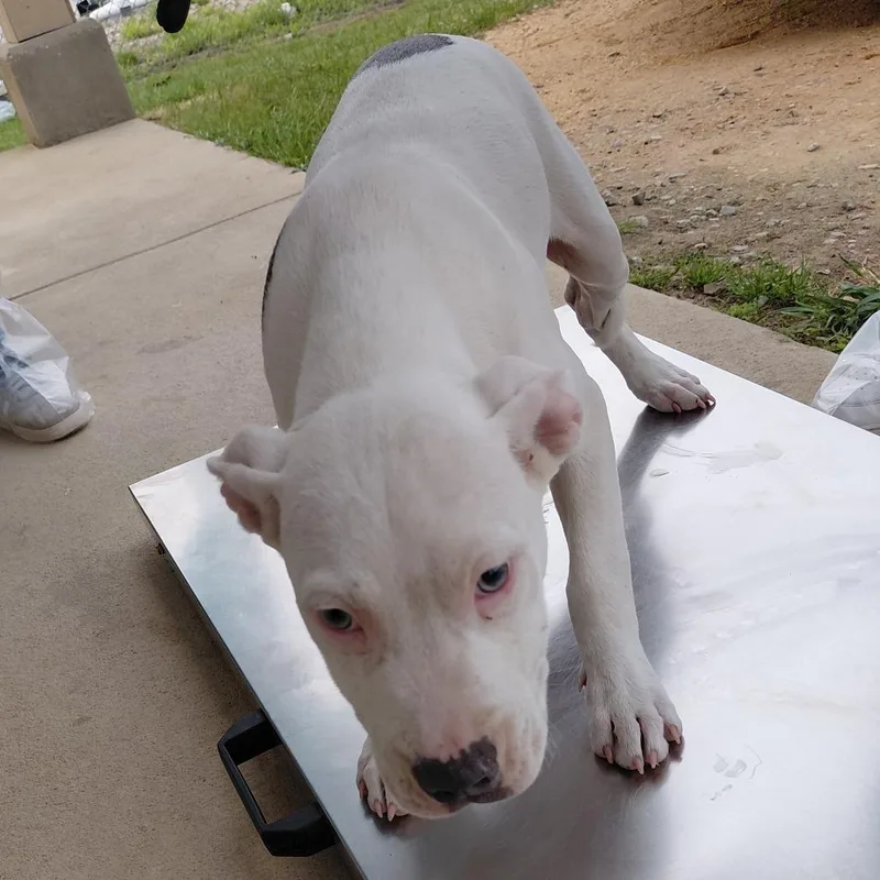 A baby medium-sized male White / Cream American Bulldog dog named Spot for adoption in LOXAHATCHEE, FL