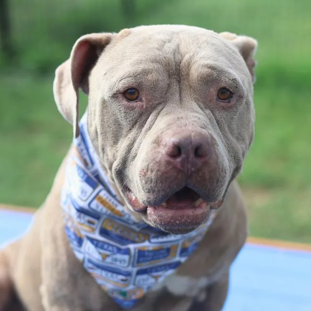 An adult medium-sized male American Staffordshire Terrier dog named Buck for adoption in San Antonio, TX