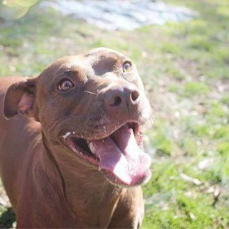 An adult medium-sized female Red / Chestnut / Orange Pit Bull Terrier dog named Shelby for adoption in Charlotte, NC