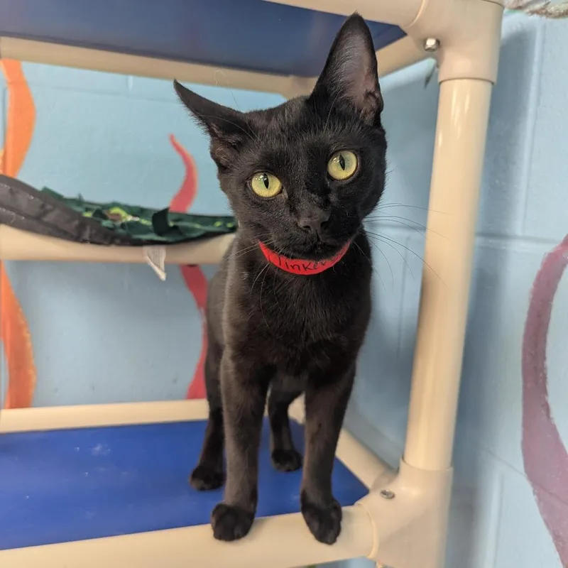 An adult medium-sized female Black Domestic Short Hair cat named Tinkerbell for adoption in Evansville, IN
