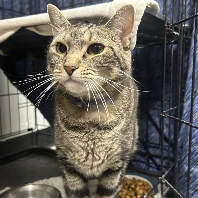 An adult large-sized female White Domestic Short Hair cat named Opal for adoption in Normal, IL