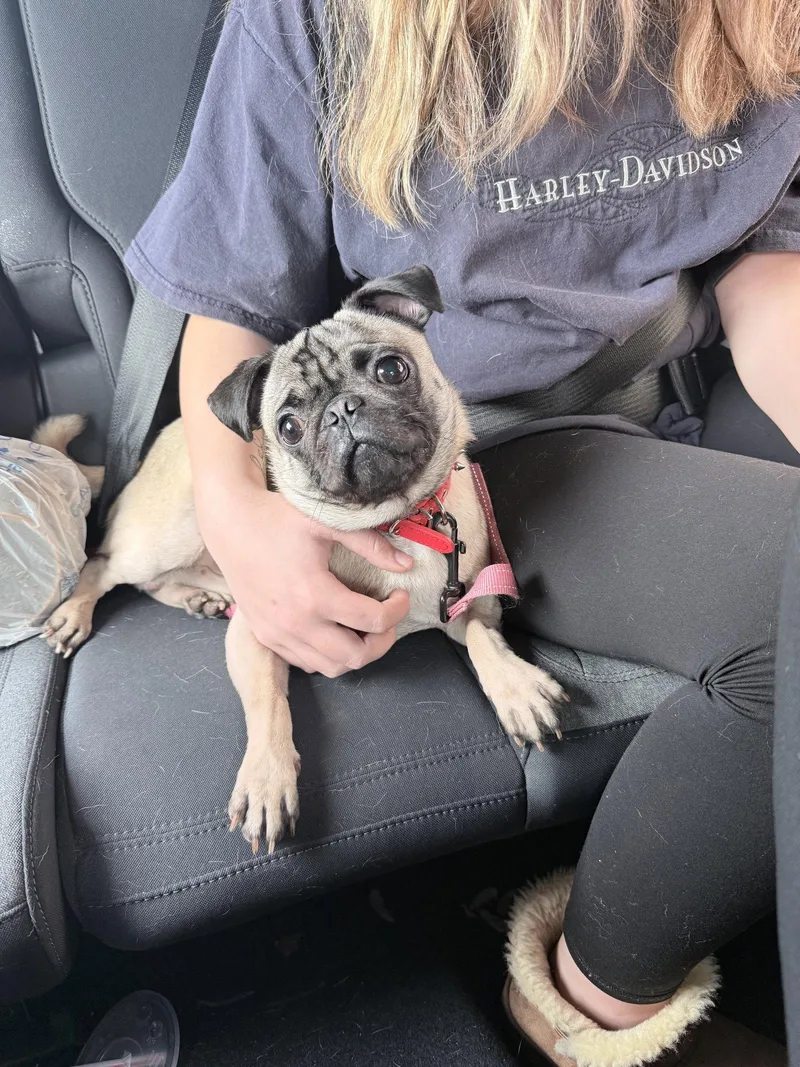 A young medium-sized male Pug dog named Zeus for adoption in Stephens City, VA