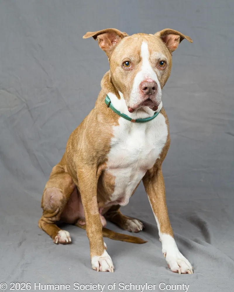 A senior medium-sized male Brown / Chocolate Mixed Breed dog named Zeke for adoption in Montour Falls, NY