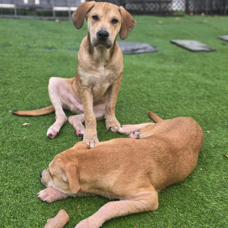 A baby large-sized male Apricot / Beige Labrador Retriever dog named Felix for adoption in Blairstown, NJ