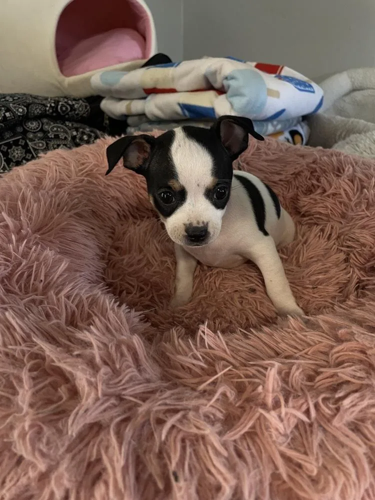 A baby small-sized female Tricolor (Brown, Black, & White) Chihuahua dog named Twix for adoption in Cedartown, GA