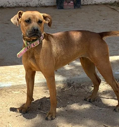 An adult large-sized female Black Mouth Cur dog named Pinky for adoption in Phoenix, AZ