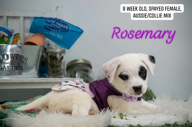 A baby small-sized female Black Border Collie dog named Rosemary for adoption in Sevierville, TN