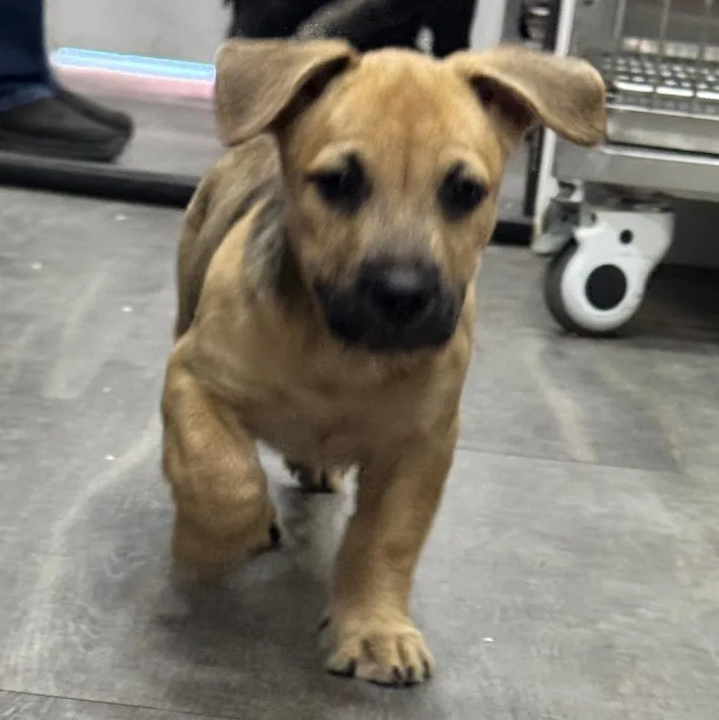 Tootsie Roll thumbnail 3