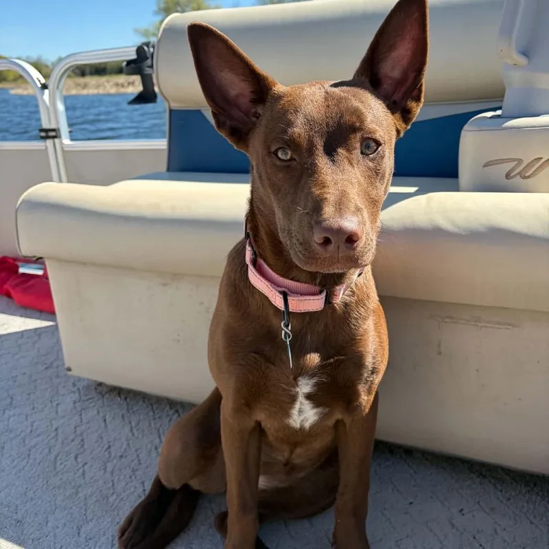 A young medium-sized female Brown / Chocolate Mixed Breed dog named Zuri for adoption in Buffalo, MN