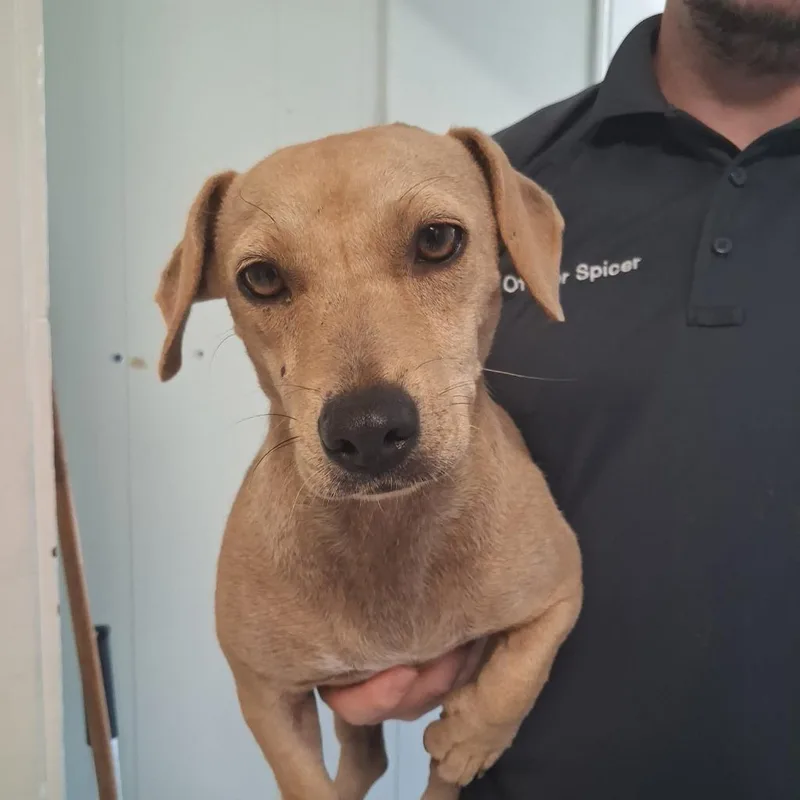 A young medium-sized female Terrier dog named Pickle for adoption in Gautier, MS