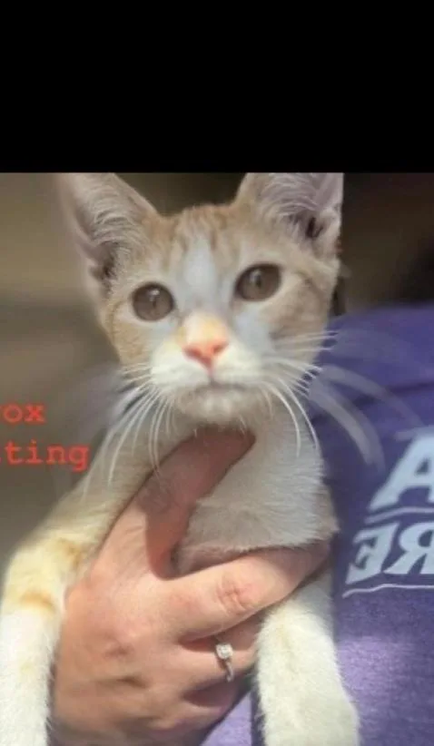 An adult medium-sized female Domestic Short Hair cat named Connie for adoption in Lafayette, CO