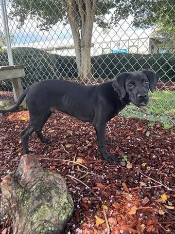 A young medium-sized male Labrador Retriever dog named Wyatt for adoption in Panama City, FL