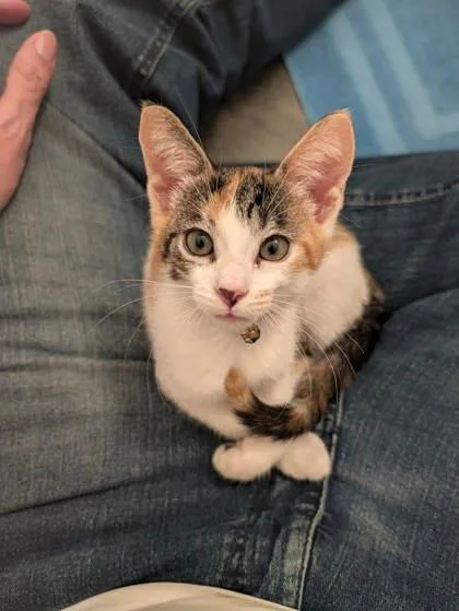 A baby small-sized female Domestic Short Hair cat named Alexis Rose for adoption in Westland, MI