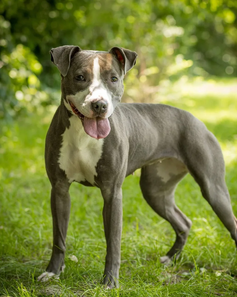 An adult medium-sized female White / Cream Pit Bull Terrier dog named Stormy for adoption in Bridgeport, CT
