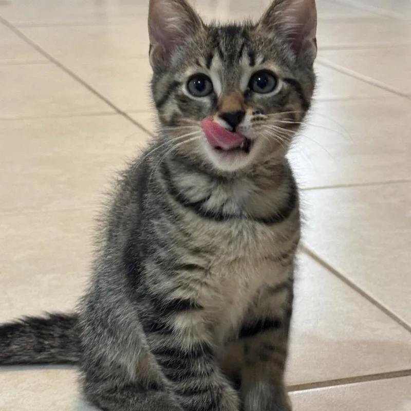 A baby small-sized male Brown / Chocolate Domestic Short Hair cat named Topaz for adoption in Hamburg, NY